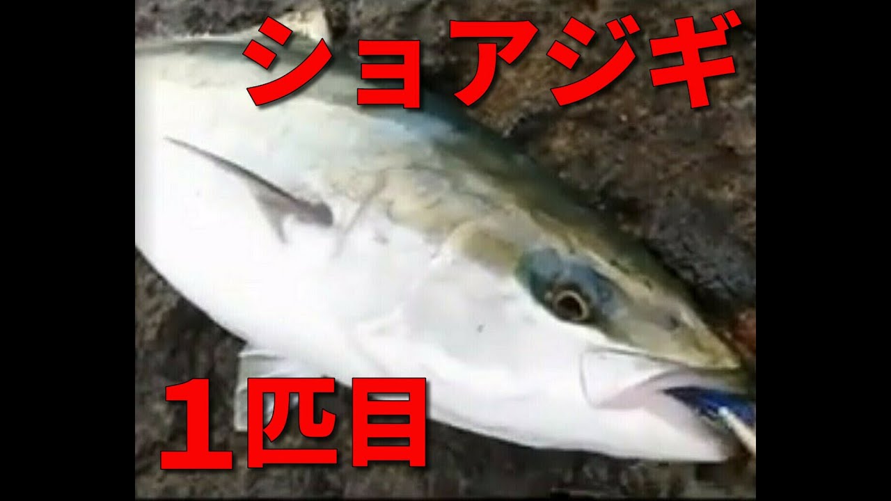 ショアジギング 青物爆発 ショアからブリを釣りまくるwショートバージョン 鹿児島 釣り Youtube ショアジギング 青物爆発 ショアからブリを釣りまくるwショートバージョン 鹿児島 釣り Youtube