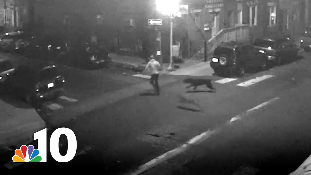 Cops Shoot Dogs Mauling Man in North Philly Street | NBC10 Philadelphia