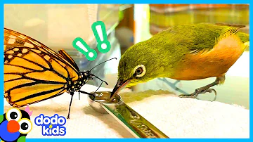 Anything Can Happen When You Live In A House Full Of Birds | Animal Videos For Kids | Dodo Kids