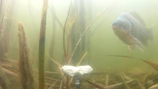 Корвалол Огромные караси Реакция рыбы Подводные съемки камерой