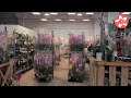 JMP Flowers подробный обзор орхидей.Цветочный рынок JMP город Москва