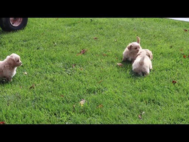 Handy video thumbnail