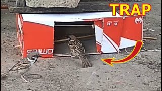 Cara menangkap burung dengan kotak sepatu bekas