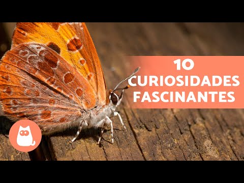 Vídeo: Fatos interessantes sobre borboletas para crianças. Borboleta de limão: fatos interessantes