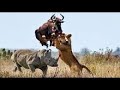 Rhino Vs Hippo ► Big Battle Craziest Of Rhino vs Wild Animal - Lion, Leopard, Elephant, Hyenas ...