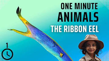1 Minute Animals: The Blue Ribbon Eel - A Color-Changing Ocean Wonder