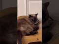 Cool cat failed to be handsome~ #cat #catshorts #catvideos #cute #funny #usa
