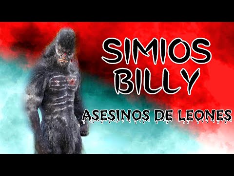 |CRIPTOZOOLOGIA|: LOS SIMIOS BILLY -|LOS SIMIOS ASESINOS DE LEONES|-|SIMIOS CAZADORES DEL CONGO|