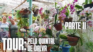 TOUR PELO QUINTAL DE DALVA PARTE II: plantas lindas e exóticas | Dicas de como cultivar orquídeas