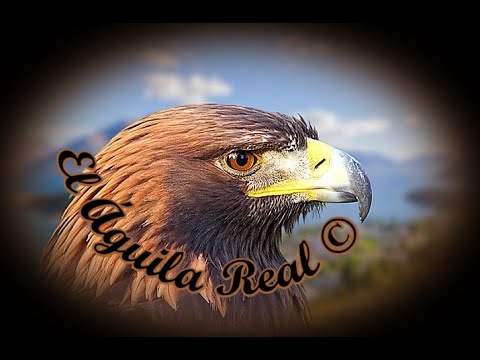 ?️ Canto del Águila Real ?️ - YouTube