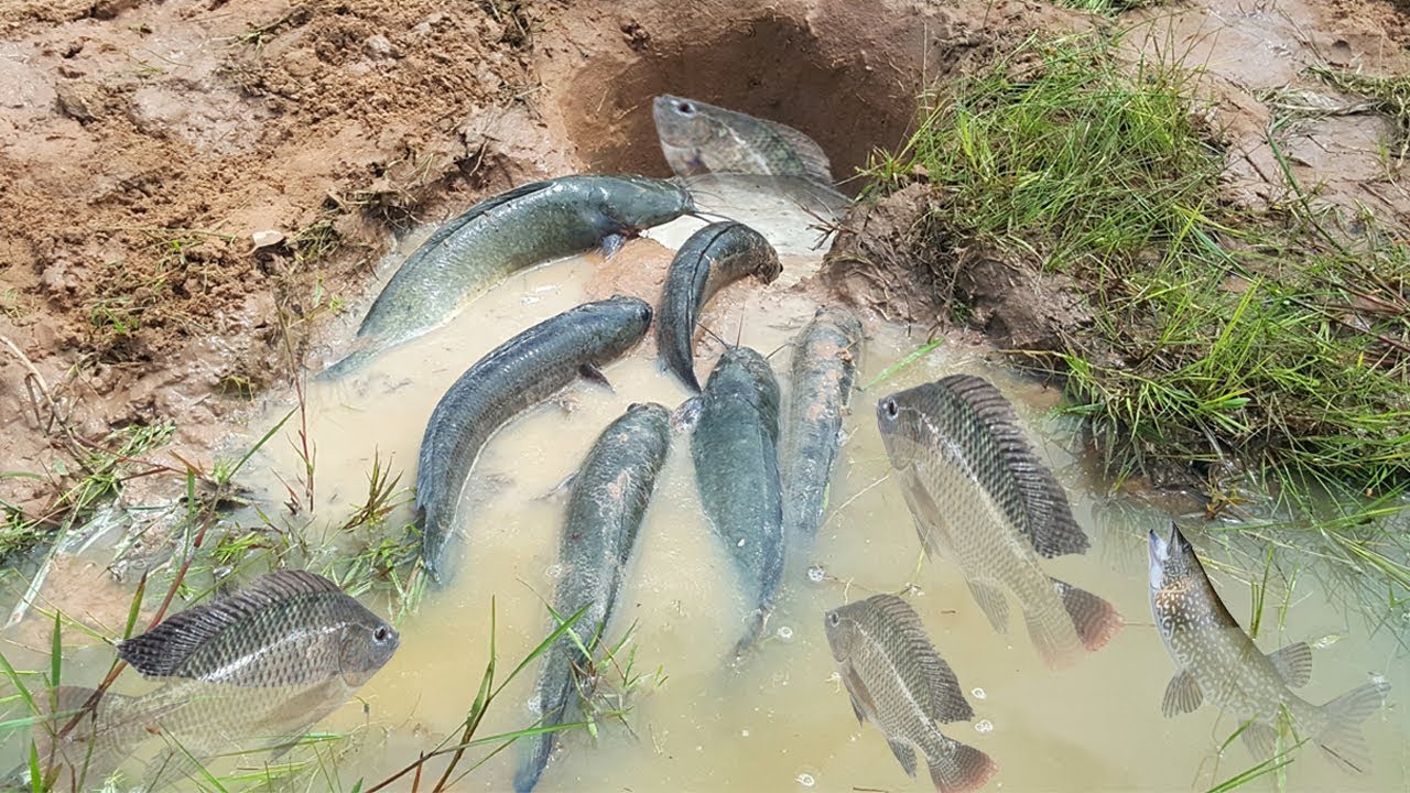 net fishing wa How To Make Simple Trap By Hand With Deep Hole - Catch Fish In The Simple Trap