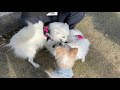 Japanese Spitz runs in Dog Park. の動画、YouTube動画。
