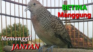 Perkutut BETINA gacor memanggil JANTAN || The FEMALE turtle dove diligently sings to call the MALE