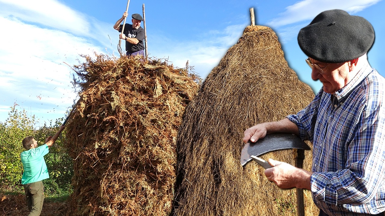 Заготовка травы и папоротников на зиму. Древняя система кормления животных