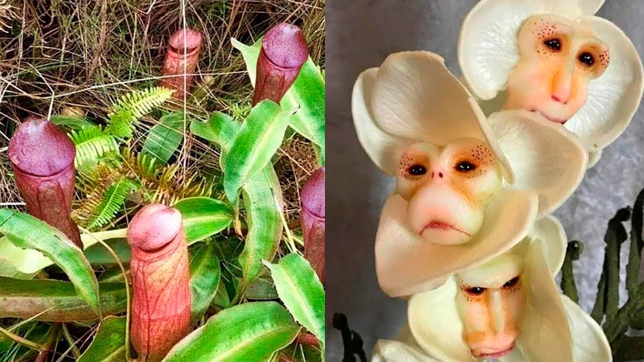 AS FLORES MAIS DIFERENTES E RARAS DO MUNDO QUE VOCÊ NÃO CONHECIA