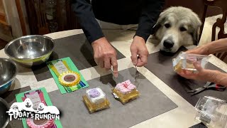 FCIチャンピオン完成をケーキでお祝いしたルンルンとアランとベルです　Great Pyrenees　グレートピレニーズ