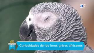 De Hoy No Pasa, loros grises africanos, TPA, Zoo El Bosque, Oviedo  15/ 03/ 2017