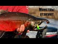 Кижуч-монстры этой осени. #камчатка #рыбалканакамчатке#кижуч#Fishermanka#Miari