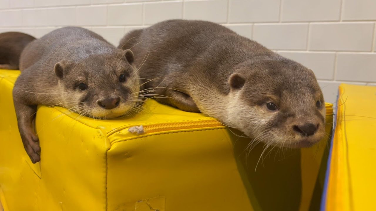 仲良し♡カワウソ&ひよこ maxresdefault.jpg