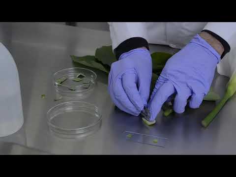 Video: ¿Por qué f alta el parénquima del floema en el tallo de las monocotiledóneas?