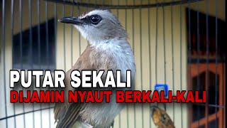 PUTAR INI !! Suara Trucukan Fighter – Masteran Gacor Harian Biar Cepat Ngerol Panjang