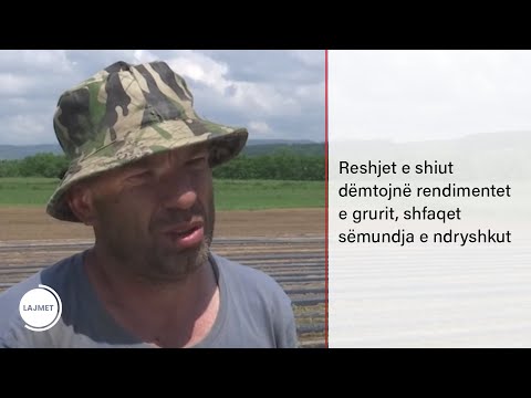 Reshjet e shiut dëmtojnë rendimentet e grurit, shfaqet sëmundja e ndryshkut