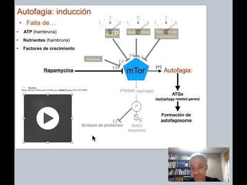 Vídeo: P62 Vincula La Vía De La Autofagia Y El Sistema Ubiqutin-proteasoma En La Degradación De Proteínas Ubiquitinada