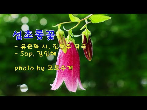 섬초롱꽃 / 유준화 시, 진동주 작곡 / Sop  김인혜 &amp;amp; photo by <strong>모모수계</strong>
