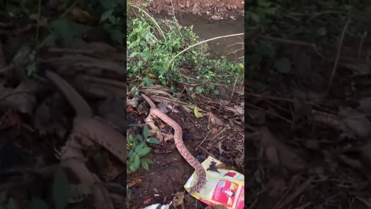 PYTHON EVER RESCUED