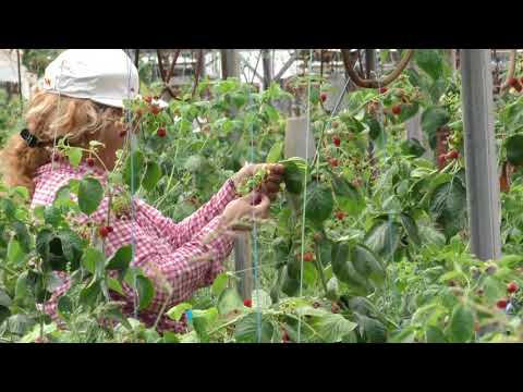 Video: Pema e mjedrës Tarusa: rishikime, përshkrim, foto, mbjellje dhe kujdes. Tarusa standarde e mjedrës