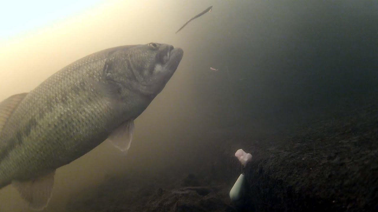 ブラックバスがワームを捕食 水中映像 Youtube