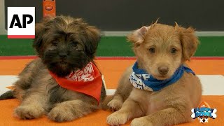 Puppy Bowl celebrates 20 years