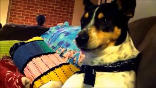 Funny Singing Dog Videos | Funny Animals