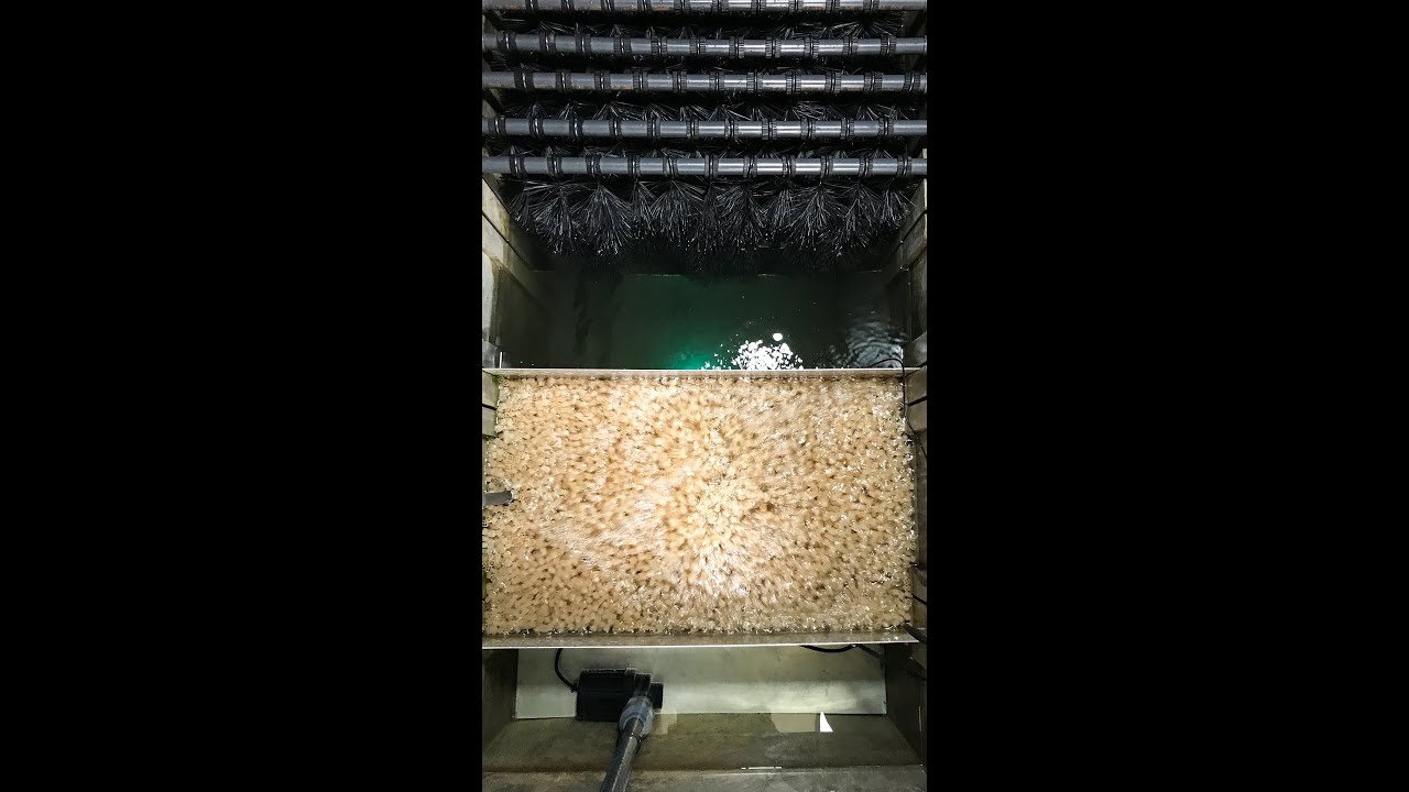 DIY Pond Filter System for KOI Pond Gravity Pond Filter Filter