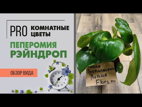 فيديو: ذبلت Peperomia