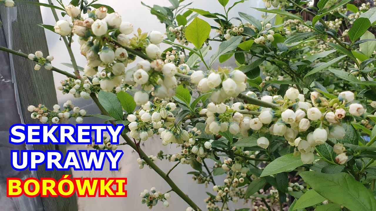 Sekrety udanej Uprawy Borówki amerykańskiej - Sadzenie, Gleba, Nawożenie, Podlewanie, Pielęgnacja