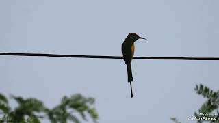 Call of green bee eater | पतरिंगा | वेडा राघू |#bird_sound #bird #wildlife #India