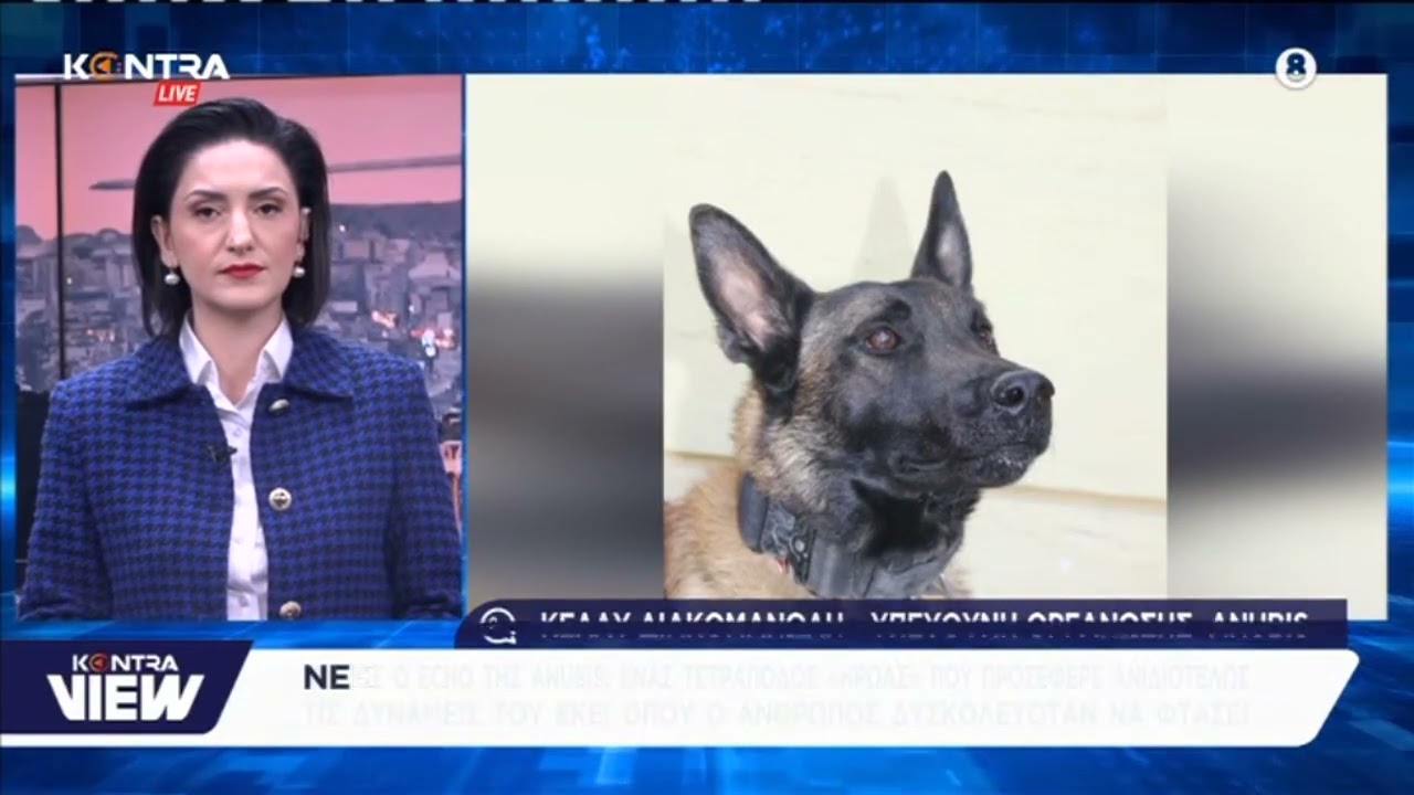 Anubis: Καταγγελία για Δηλητηρίαση του Echo – Το θρυλικό λυκόσκυλο που συμμετείχε στις έρευνες για Τέμπη & δολοφονίες – Video Anubis: Καταγγελία για Δηλητηρίαση του Echo – Το θρυλικό λυκόσκυλο που συμμετείχε στις έρευνες για Τέμπη & δολοφονίες – Video