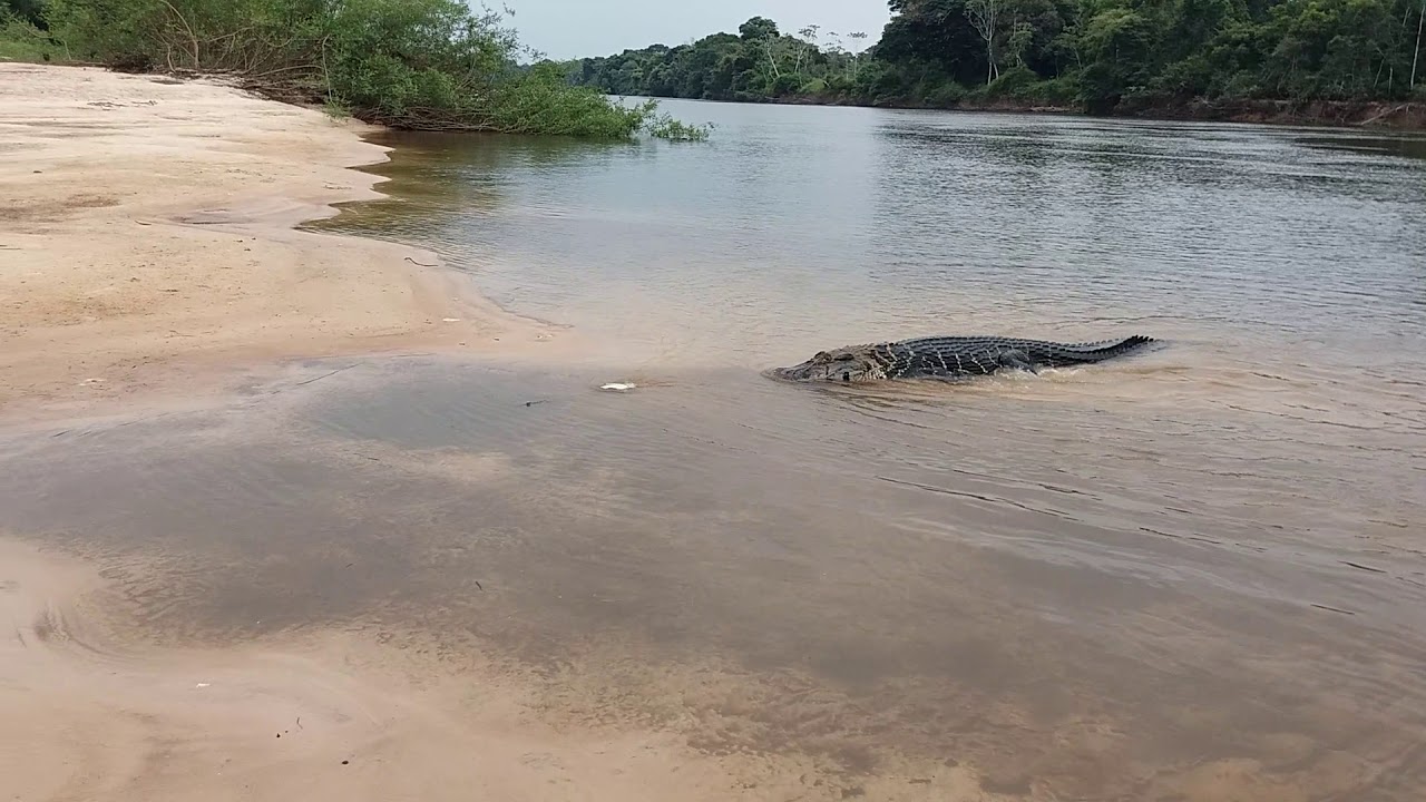 Pescador esportivo flagra jacaré-açu no Rio Madeira: olha o tamanho do  'crocodilo' - News Rondônia