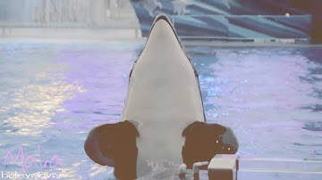 "Just The Way You Are" - Favourite Female Orca MEP - Part 4 with Malia