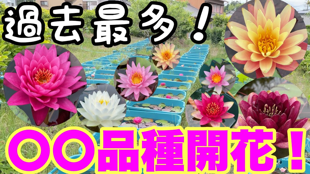 Water Lily Farm] A must-see for water lily lovers! A record number