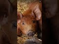 Pigs Can't Look Up At The Sky