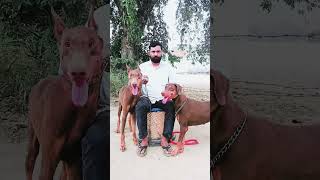 #Dobermans #Dogs #Panther 🔥 #Jenny 🔥#viral #videos #shorts #videos