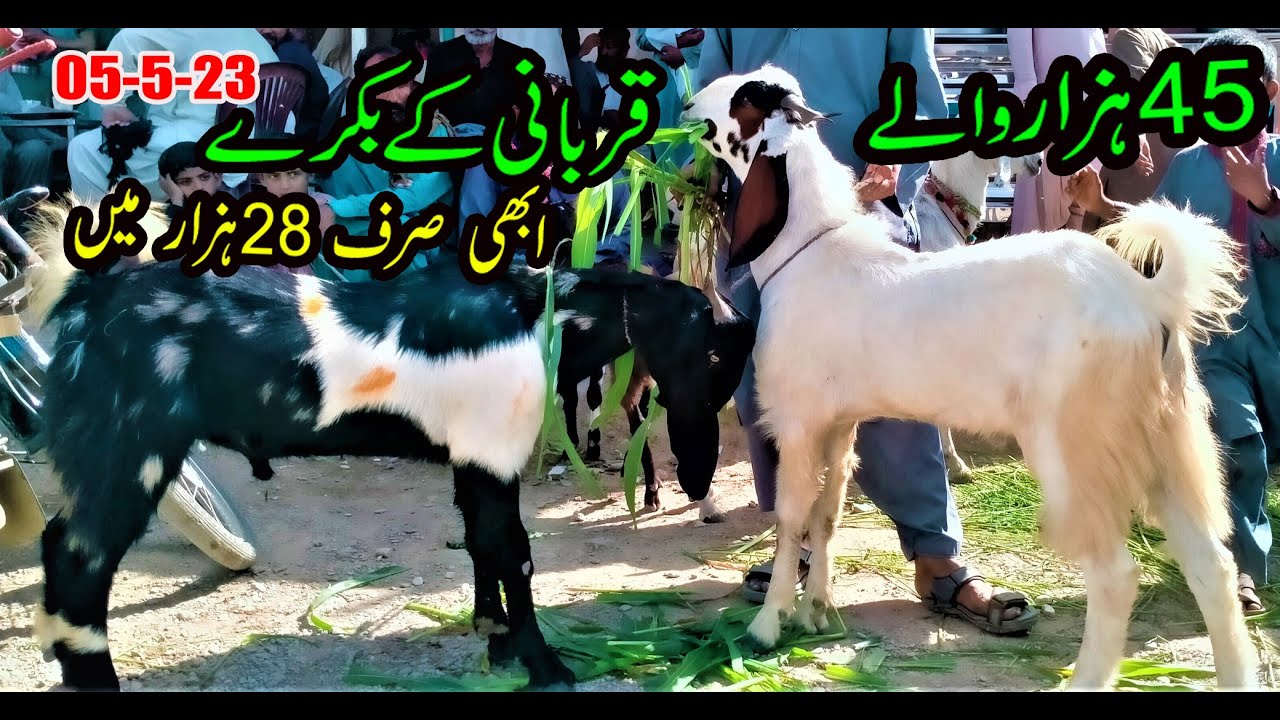 Hub Chowki Bakra Mandi 05/05/2023 bakra eid 2023 BY NADIR WINDER