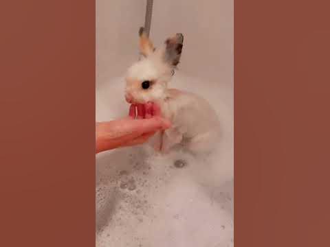 Чистый кролик - YouTube