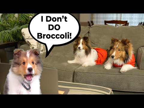 Video: Min hund Ate a Cricket: Är det säkert?