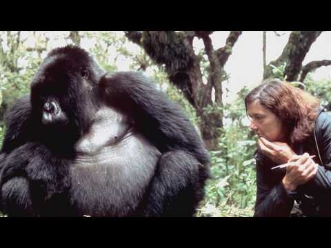 วีดีโอ: Dian Fossey: ภาพถ่าย ชีวประวัติ กิจกรรมทางวิทยาศาสตร์