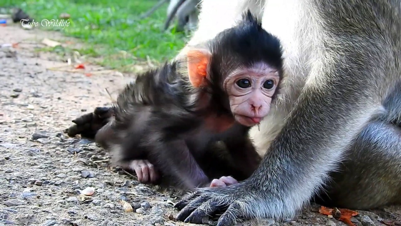 petco hours Adorable Mom LIZZY Eating Insects & Feeding Her Fruits Eating Be Good Health With Cutest Baby LIZZA.