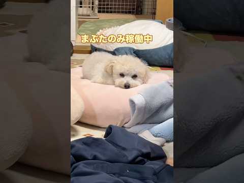 充電1％の犬#shorts