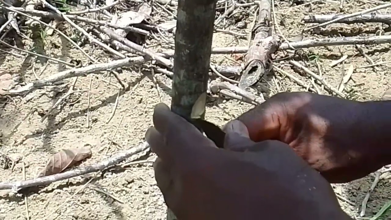 clonagem  simples e fácil  para quem quer aprende e para quem esta comersando